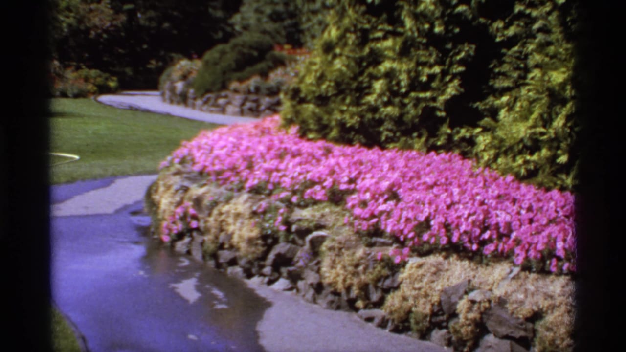 Similar garden view with pink flowers, stone edging, lawn, path, and tall greenery.