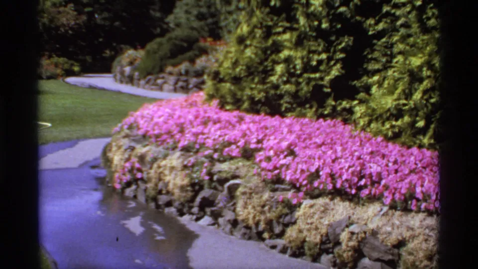 1974 Canadian 8mm frame showing a curved garden walkway beside a raised stone border thick with pink-purple flowers.