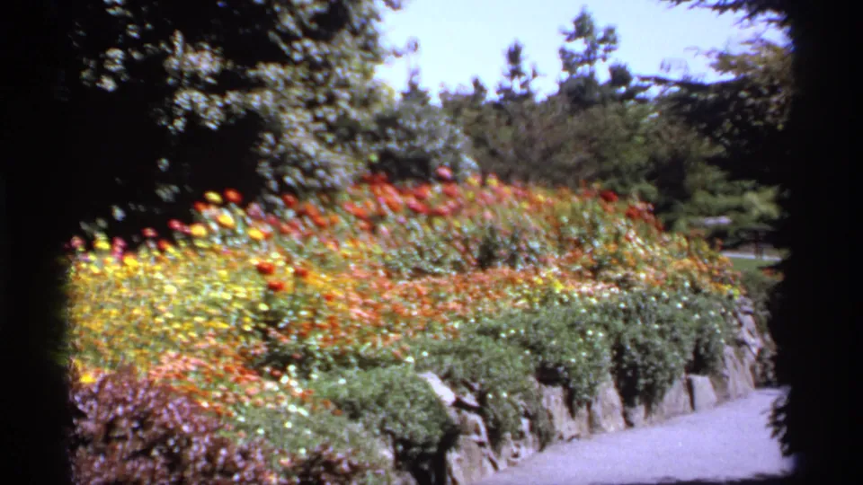 1974 Canadian home-movie frame of a dense, colorful flowerbed along a garden path, with shrubs and trees in the background.