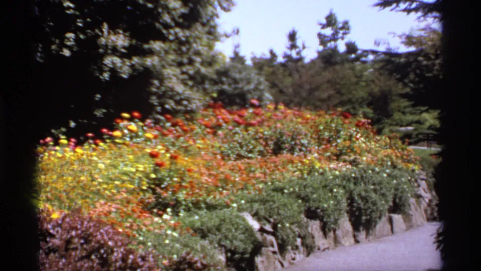 A steady 1974 Canada 8mm shot frames tiered roses and shrubs beside a gravel path, with trees and film-edge shadowing visible.