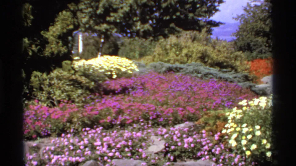 The final frame shifts to a broader flower display with purple groundcover, yellow blooms, shrubs, and trees in a Canadian garden setting.