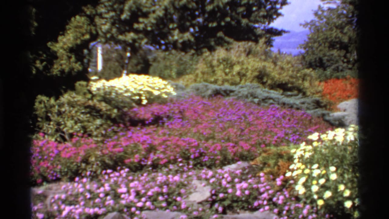 Terraced garden beds with purple and yellow flowers framed by shrubs and trees.