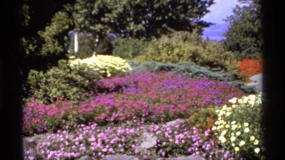 1974 Canadian home-movie frame of a bright ornamental garden with purple flower beds, yellow blossoms, and dense green planting.