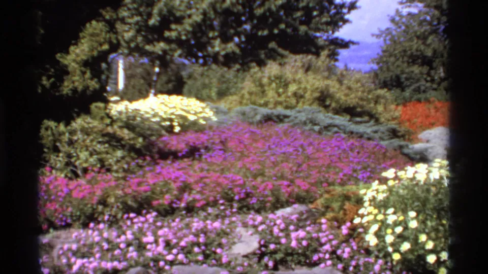 1974 Canadian 8mm frame showing a landscaped garden bed with purple blossoms, pale yellow flowers, shrubs, and tree shade.