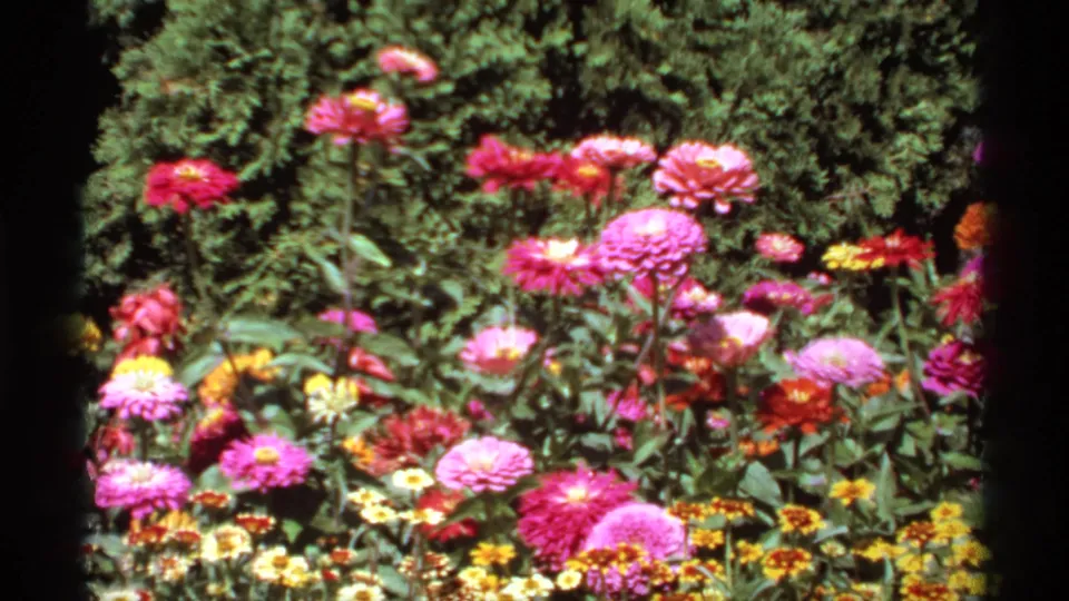 1974 Canadian home-movie frame with tall pink blooms and smaller yellow flowers set before dark green garden foliage.