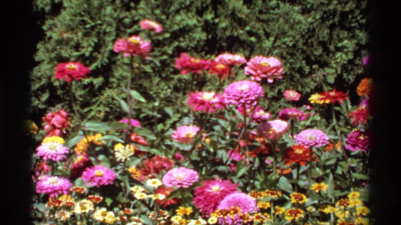 Pink and multicolored flowers in a garden bed with a dark hedge behind them.
