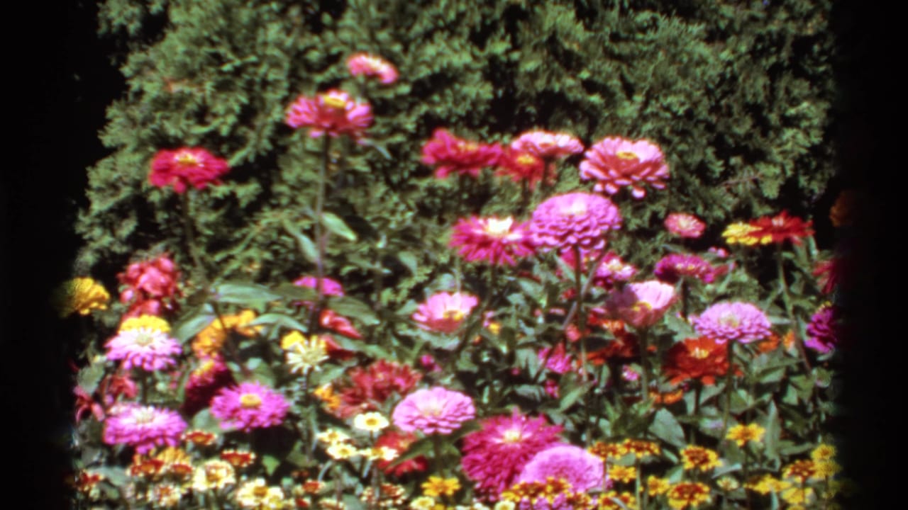 Pink garden flowers and leafy stems in front of a green hedge.
