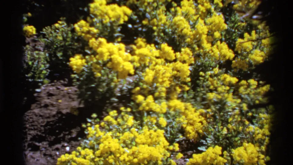 1974 Canadian 8mm frame centered on bright yellow clustered flowers growing beside dark garden soil.