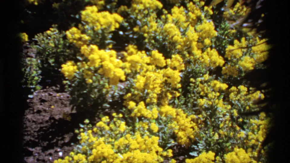 1974 Canadian home-movie frame showing dense yellow blooms, green leaves, and patches of dark soil in daylight.