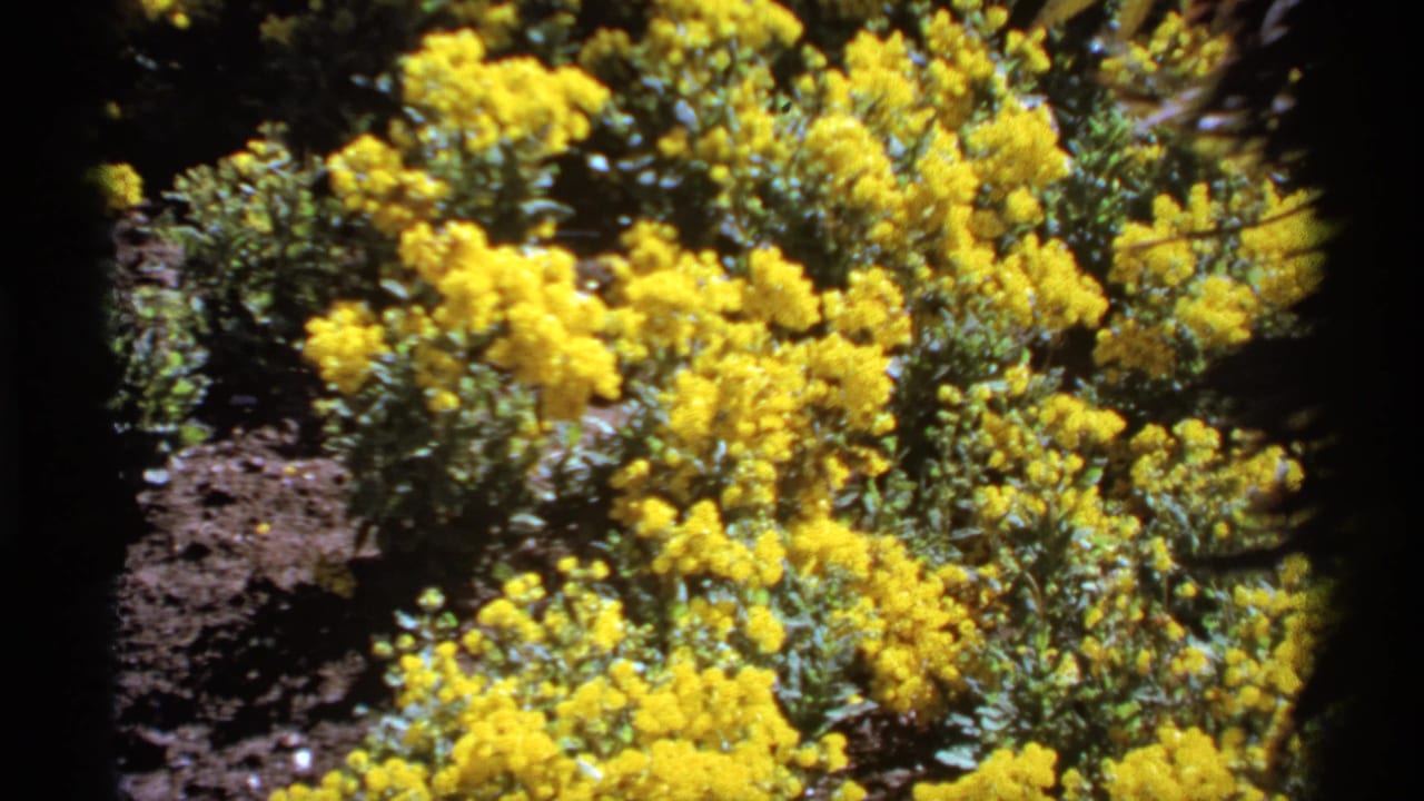 1974 Canada 8mm frame showing dense yellow flower clusters with green foliage and dark soil in a garden setting.