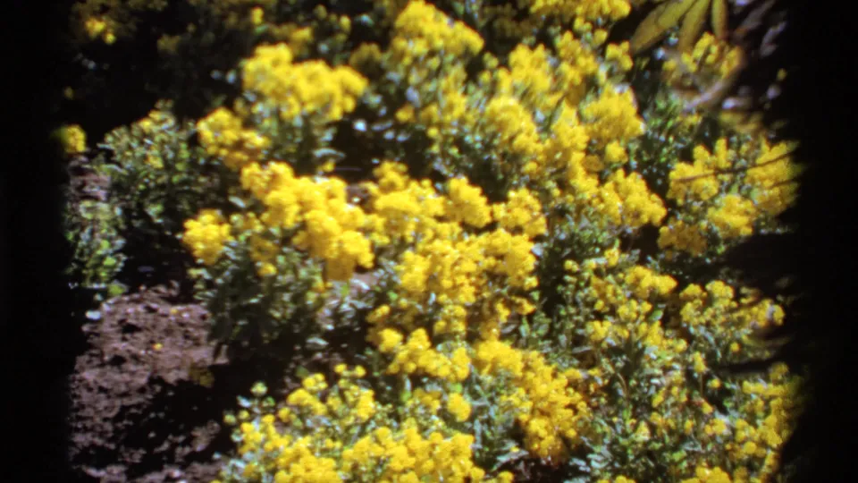 1974 Canada home-movie frame with saturated yellow flowers and leafy green plants, filmed close to the garden bed.