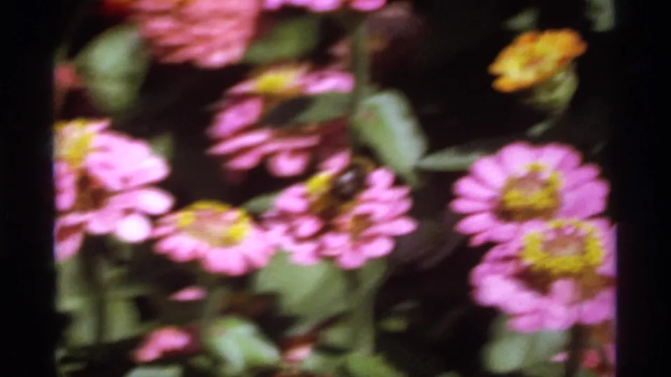 1974 Canadian 8mm close-up of bright garden flowers, with a carpenter bee appearing to forage among pink blossoms.