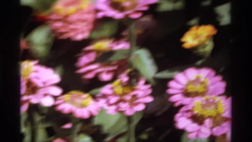 1974 Canadian 8mm close-up of zinnia-like pink flowers and leaves, with a bee visible near the central blossoms.