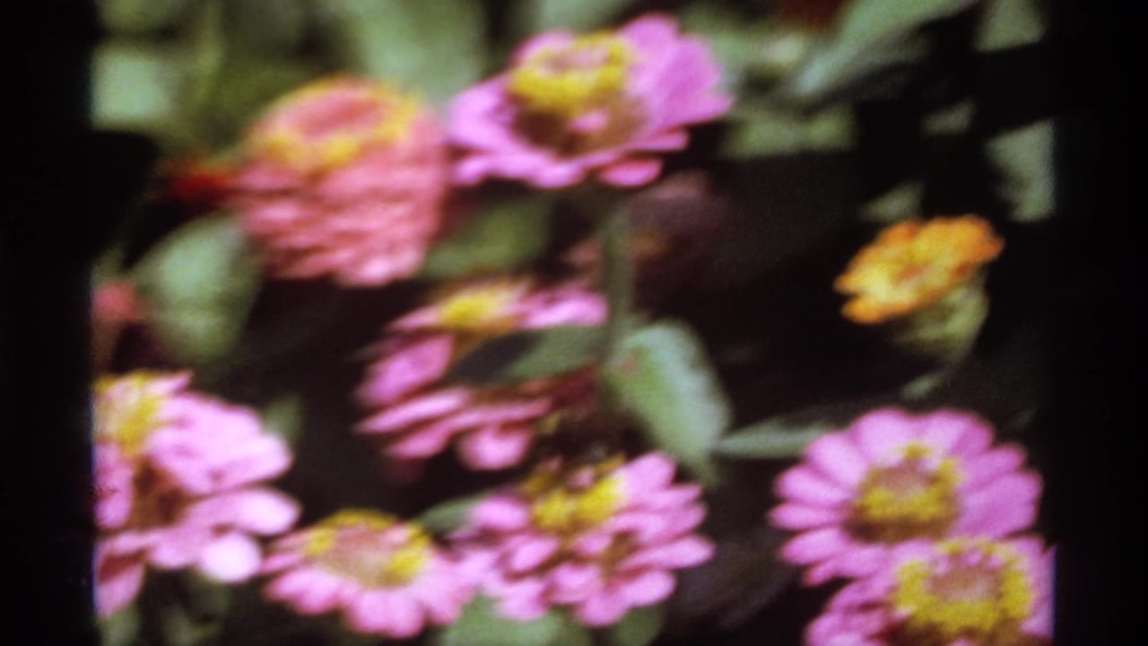 1974 Canadian 8mm home-movie frame showing soft-focus pink flowers with yellow centers among green leaves.