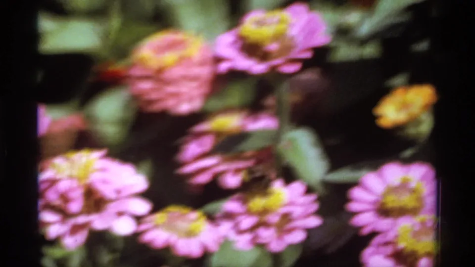1974 Canadian 8mm frame with pink garden flowers, green leaves, and a dark bee-like shape near the right flower.