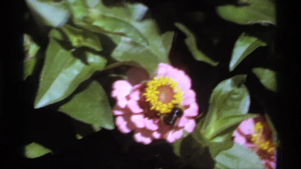 1974 Canadian 8mm home-movie frame showing a bee resting on a pink flower amid broad green leaves.