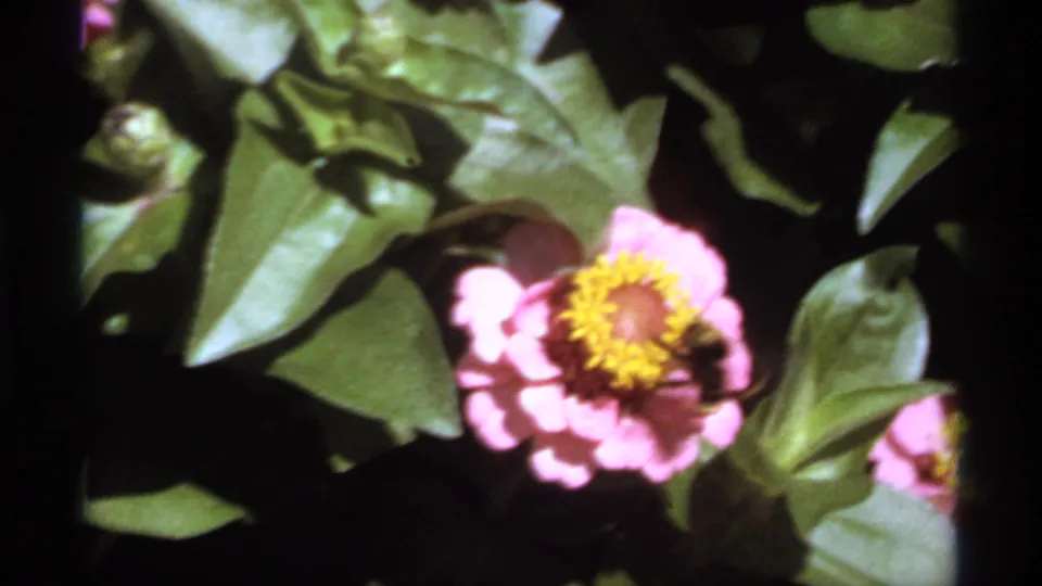 1974 Canadian 8mm frame showing a bee at the edge of a pink flower against leafy garden foliage.
