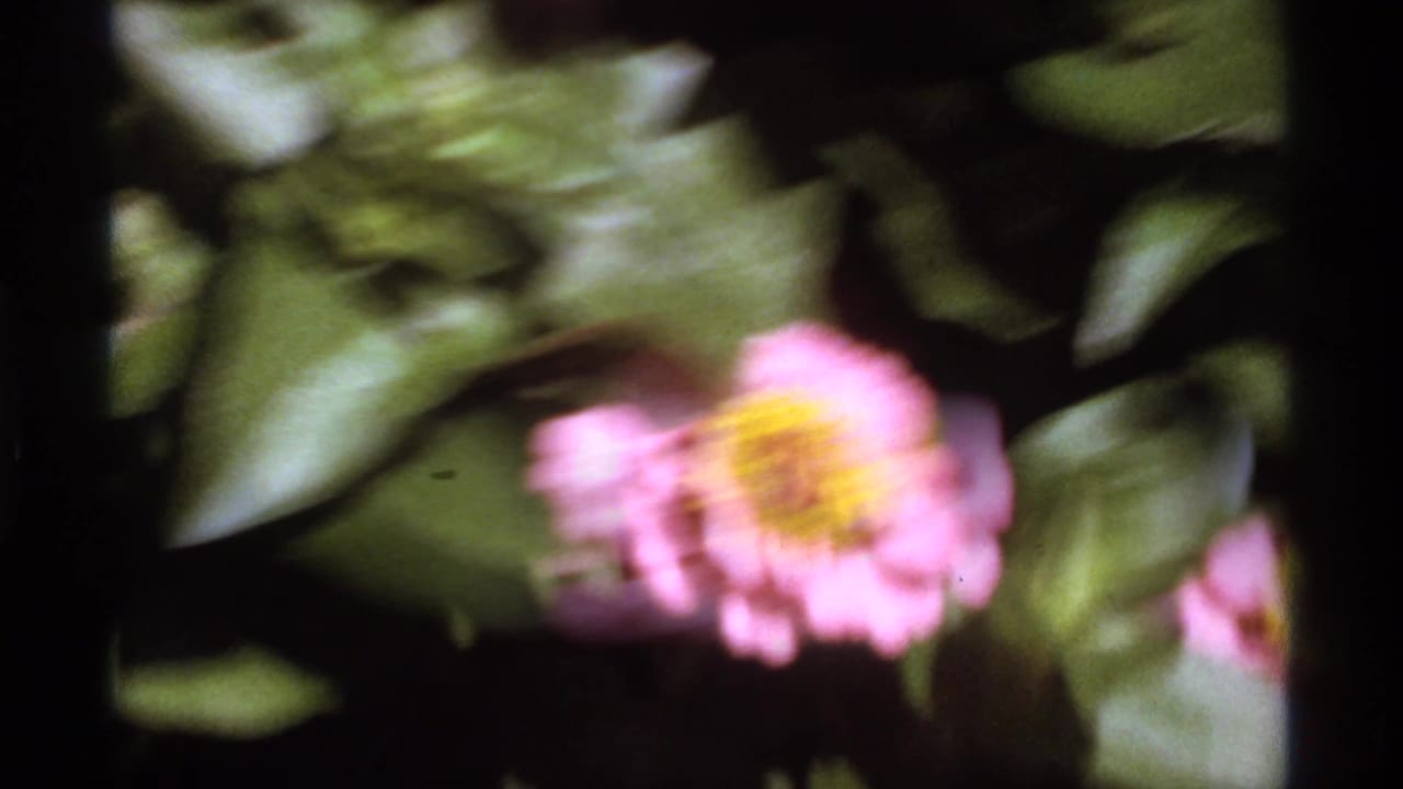 Soft close-up of pink zinnia flowers and green leaves with a bee near one bloom.