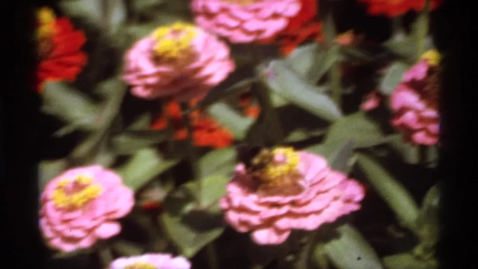 1974 Canadian 8mm garden frame with a bee on a pink zinnia blossom amid green foliage and red flowers.