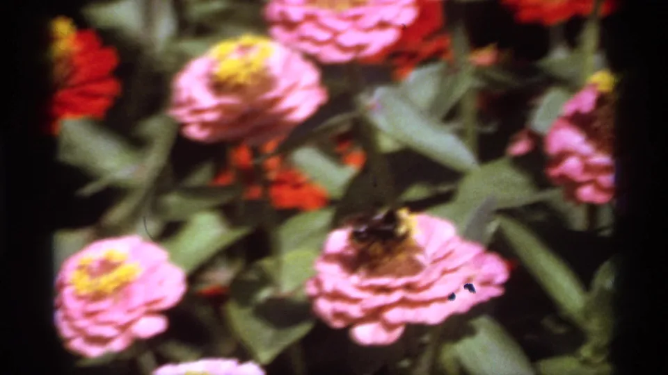 1974 Canadian 8mm close-up of zinnias and leaves, including a bee on a lower pink blossom.