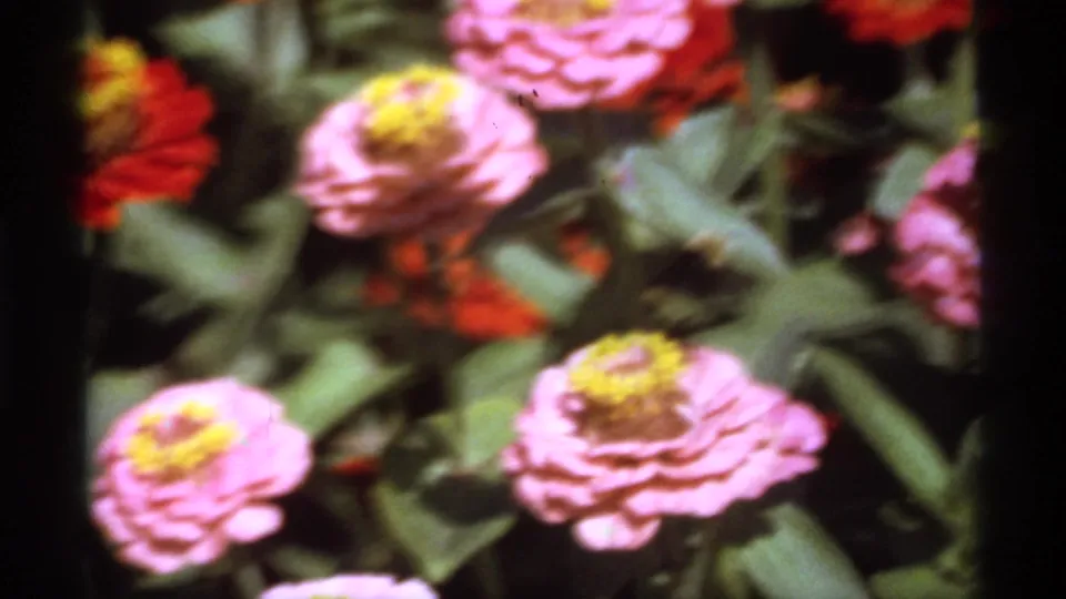 1974 Canadian 8mm frame showing a bee on a pink zinnia, surrounded by layered leaves and garden blossoms.