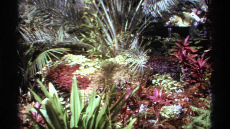 1974 Canadian 8mm frame showing dense ornamental plants, palm-like fronds, bright flowers, and a partly visible visitor behind the display.