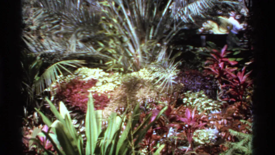 1974 Canadian home-movie still of a colorful planted display with palms, mixed foliage, and a person briefly visible near the rear.