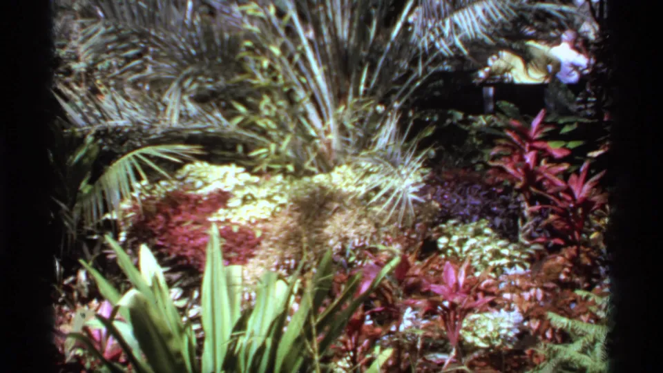 1974 Canadian 8mm view of lush ornamental planting, including large green leaves, palm-like fronds, red foliage, and pale blossoms.