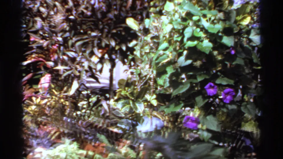 1974 Canadian 8mm frame showing a different section of the garden with purple flowers, trailing greenery, dark leaves, and bright sunlit patches.
