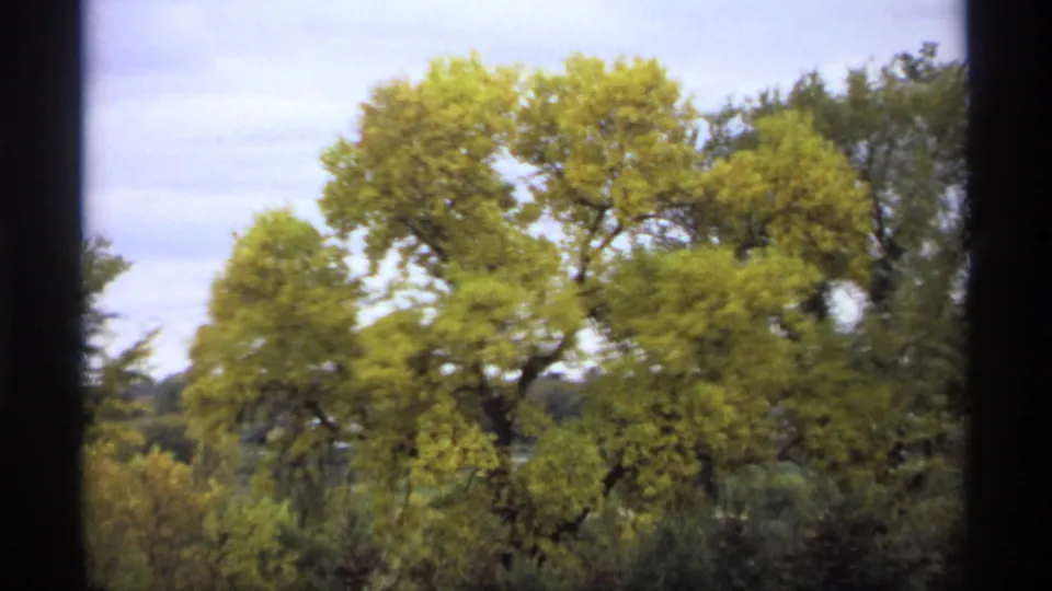 1974 Minnesota 8mm frame with large autumn trees in yellow-green leaf, darker shrubs below, and a pale cloudy sky behind them.