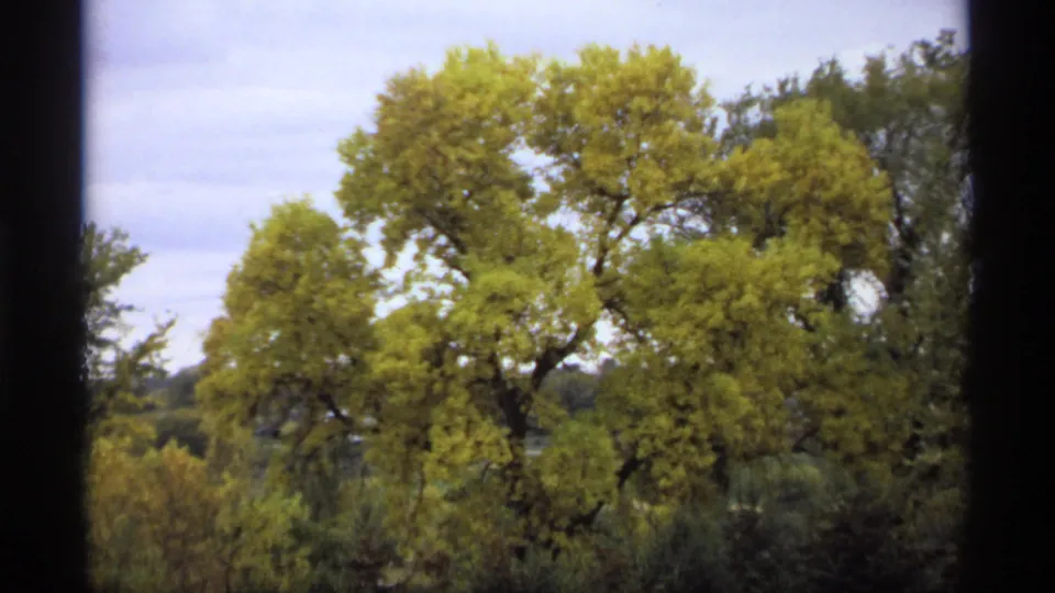1974 Minnesota 8mm view of mature autumn trees with yellow-green leaves, dark brush in the foreground, and pale sky in the background.