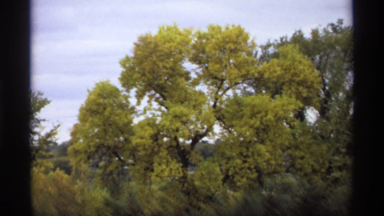 Yellow-green autumn trees under an overcast sky, framed by dark film edges.