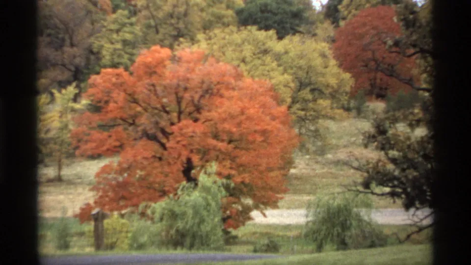 1974 Minnesota home-movie frame with a red-orange autumn tree, green shrubs, grass, and soft wooded background.