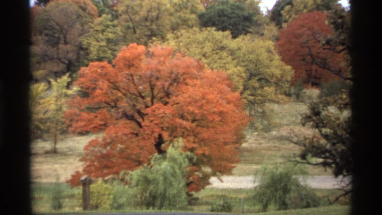 1974 Minnesota 8mm frame showing a bright orange-red tree, surrounding fall foliage, grass, and a pale path seen through dark window-like borders.