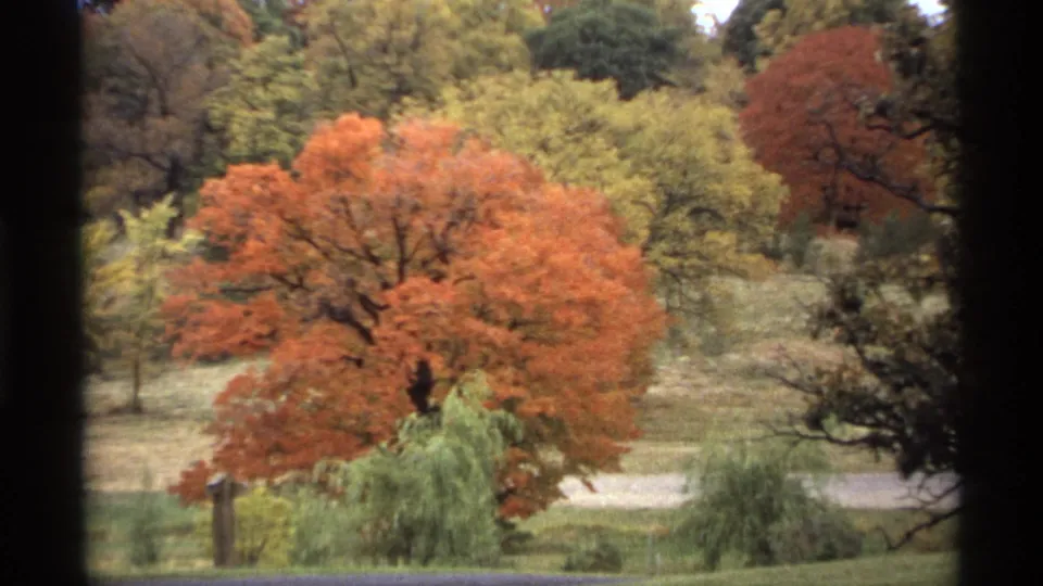 1974 Minnesota 8mm view of an orange autumn tree, mixed green and yellow foliage, grassy ground, and dark foreground framing.