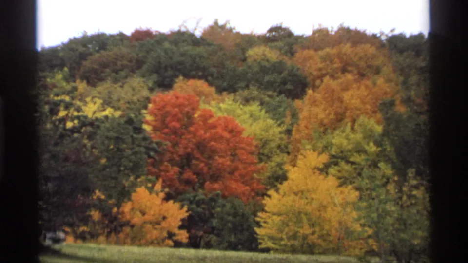 1974 Minnesota home-movie frame showing dense autumn trees, including orange and yellow crowns against darker green woods.