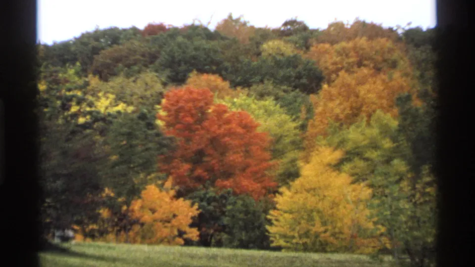 1974 Minnesota 8mm frame of bright autumn treetops on a wooded slope, with orange, yellow, and green leaves in soft focus.