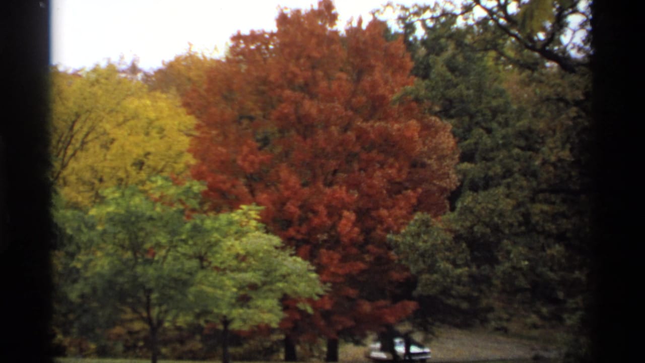 Autumn trees in red, yellow, and green framed by dark vertical edges.