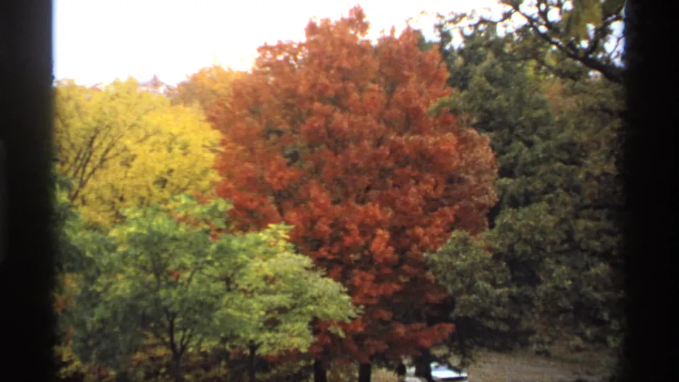 1974 Minnesota home-movie frame showing layered autumn trees, with green foreground leaves and red and yellow canopies behind.