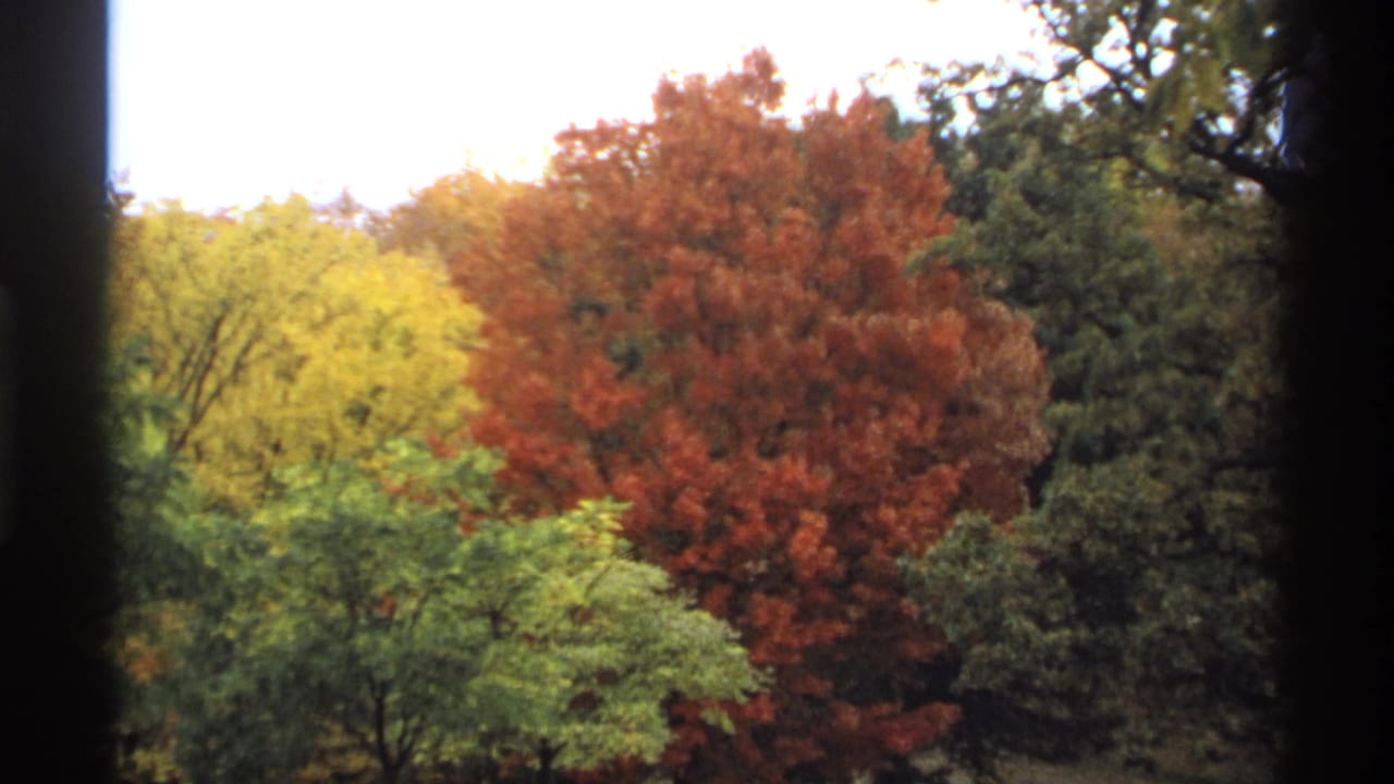 Autumn trees in red, yellow, green, and brown seen through dark vertical framing.