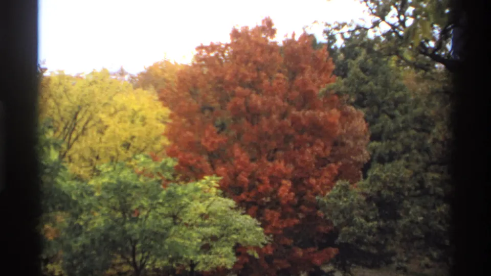 1974 Minnesota 8mm frame showing a fall-colored forest canopy viewed through dark window-like verticals, with soft focus and bright sky above.