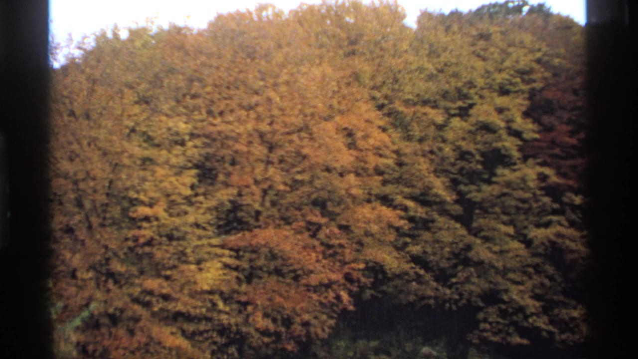 1974 Minnesota home-movie view of dense autumn trees in gold and brown tones, partially bordered by a dark vertical frame element.