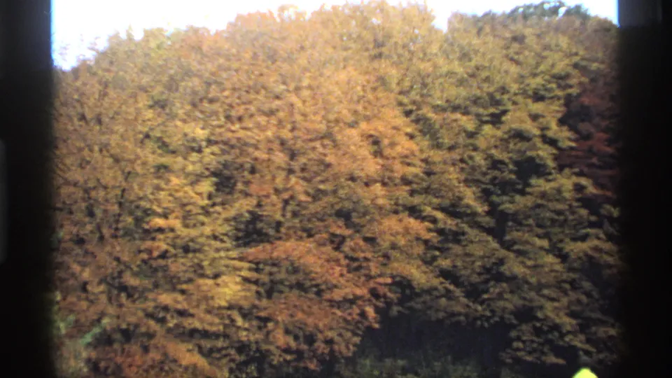 Final 1974 Minnesota frame showing soft 8mm fall foliage across a wooded canopy, with yellow, brown, and green leaves and a dark vertical border.