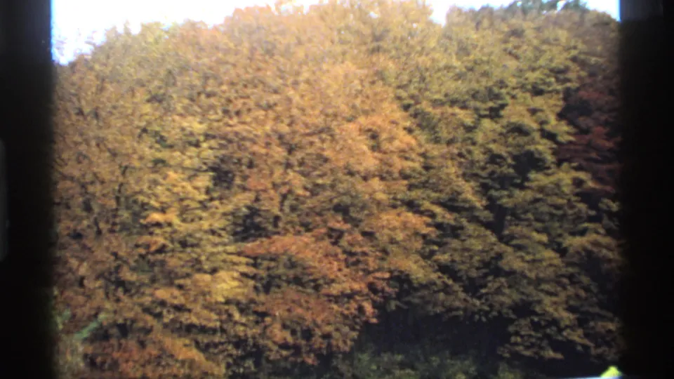1974 Minnesota 8mm frame showing dense autumn woodland with gold and orange foliage and dark vertical frame-edge artifacts.