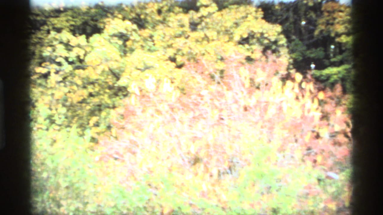 Bright overexposed autumn shrubs and trees beside darker forest background.