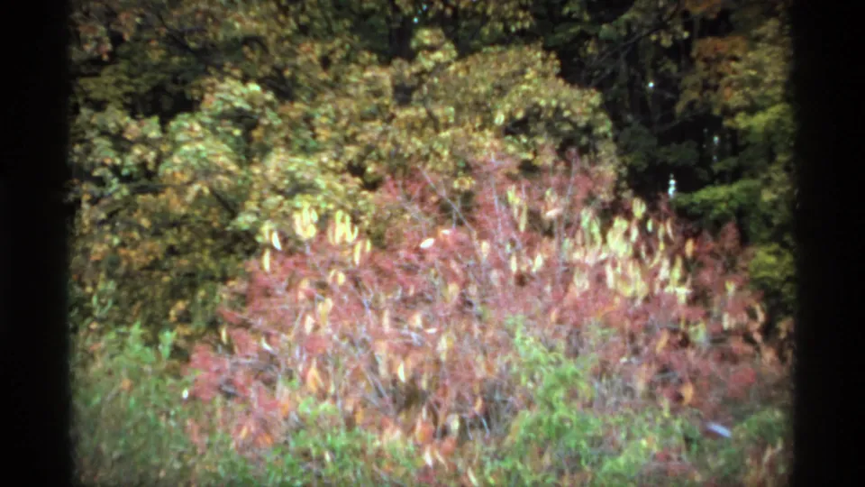 1974 Minnesota 8mm frame showing red undergrowth, green shrubs, and taller fall trees in soft home-movie focus.