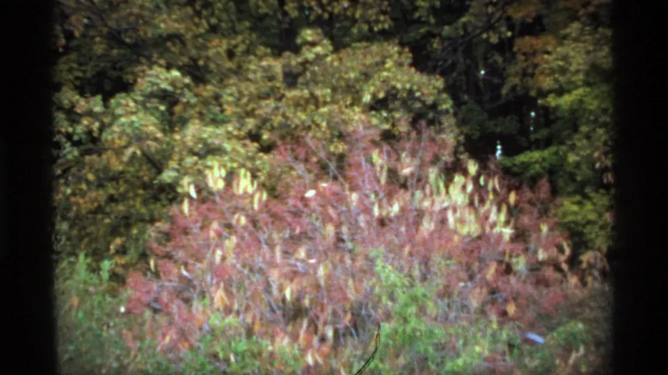 1974 Minnesota 8mm frame with red brush, green foliage, shaded trees, and prominent dark film-frame borders.