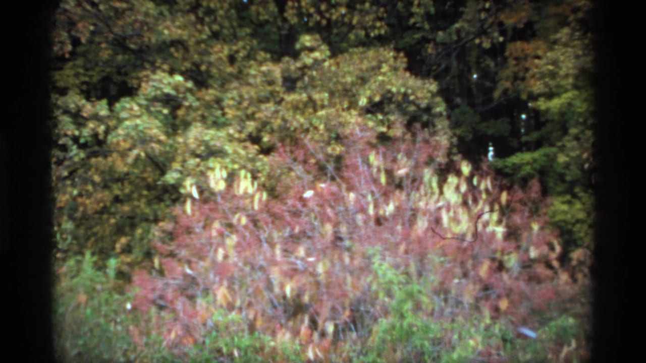 Minnesota 1974 home-movie frame showing leafy garden plantings, trees, and reddish foliage with soft focus and dark film edges.