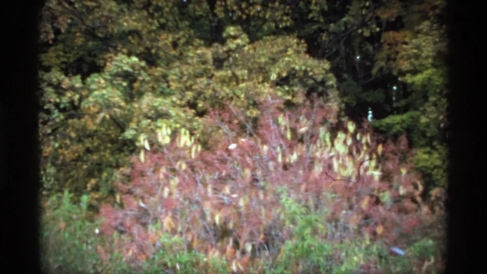 Minnesota 1974 home-movie frame showing leafy garden plantings, trees, and reddish foliage with soft focus and dark film edges.
