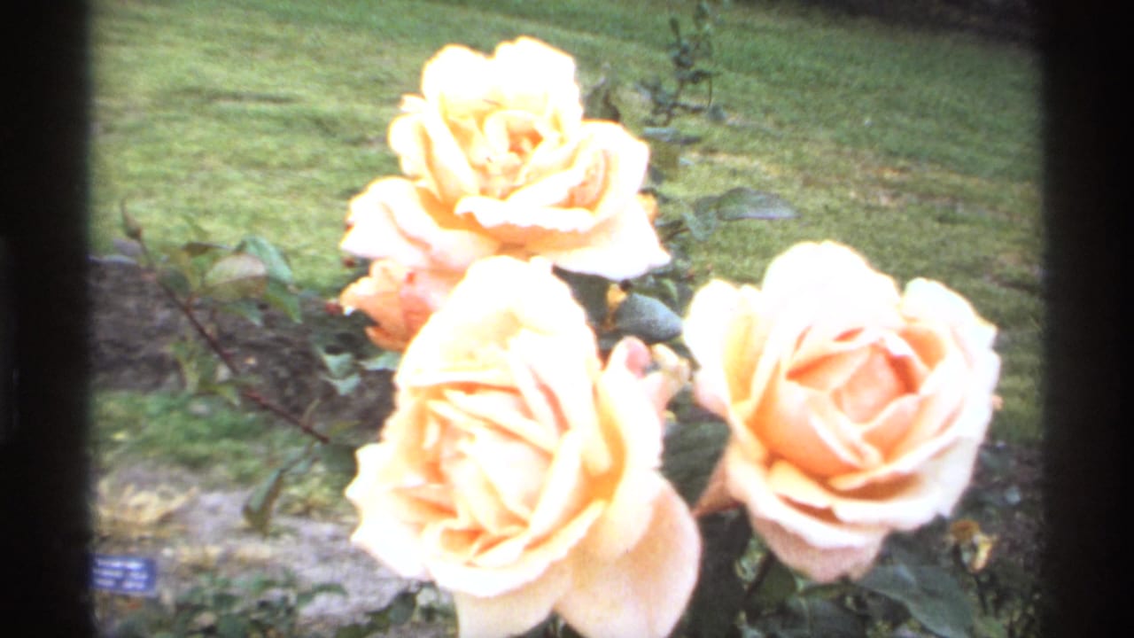 Close view of pale peach roses against grass.